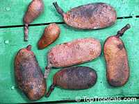 Hymenaea courbaril, Inga megacarpa, Hymenaea animifera, Stinking Toe, Jatoba, Coapinole, Courbaril

Click to see full-size image