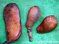 Hymenaea courbaril, Inga megacarpa, Hymenaea animifera, Stinking Toe, Jatoba, Coapinole, Courbaril

Click to see full-size image