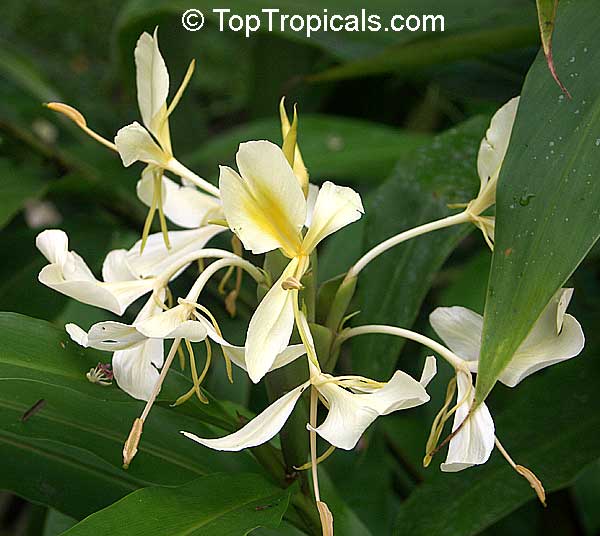 Hedychium flavum, Yellow Butterfly Ginger, Nardo Ginger Lily