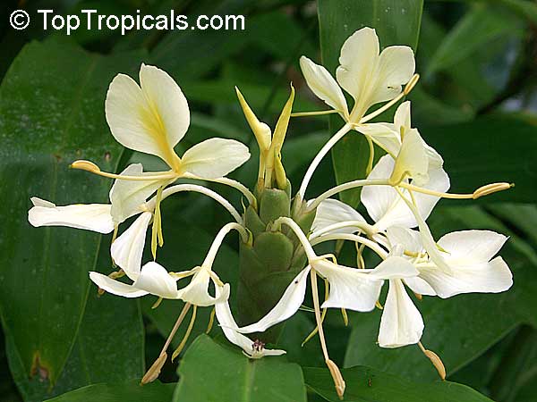 Hedychium flavum x coronarium - Yellow Butterfly Ginger, Nardo Ginger 
Lily