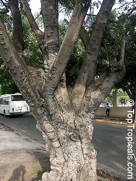Ficus sp., Ficus