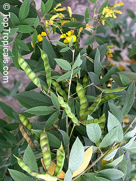 Cajanus cajan, Cajanus indicus, Pigeon Pea, Dhal, Gandul, Red Gram ...