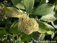 Coptosperma littorale, Tarenna littoralis, Enterospermum littorale, Coptosperma

Click to see full-size image