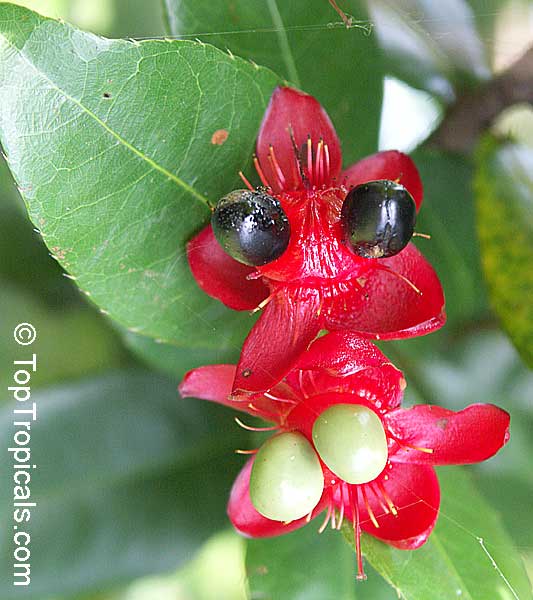 Ochna integerrima (thomasiana) - Vietnamese Mickey Mouse plant