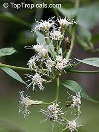 Chromolaena odorata, Eupatorium odoratum, Osmia odorata, Siam weed, Chritsmas Bush, Bitter Bush, Baby Tea