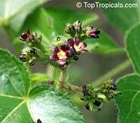Jatropha gossypiifolia, Bellyache bush, Cotton Leaf, Physic nut, Sibidigua, Tua-Tua

Click to see full-size image