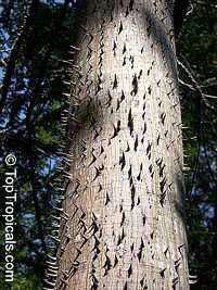 Neobuchia paulinae, Mapou Nlanc

Click to see full-size image