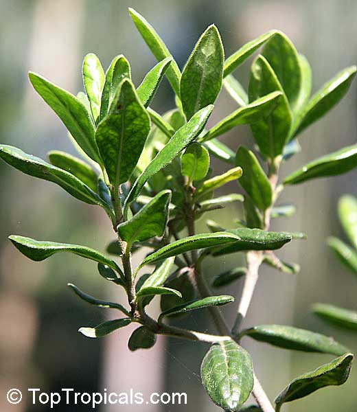 Psychotria dolichocalix, Wild coffee