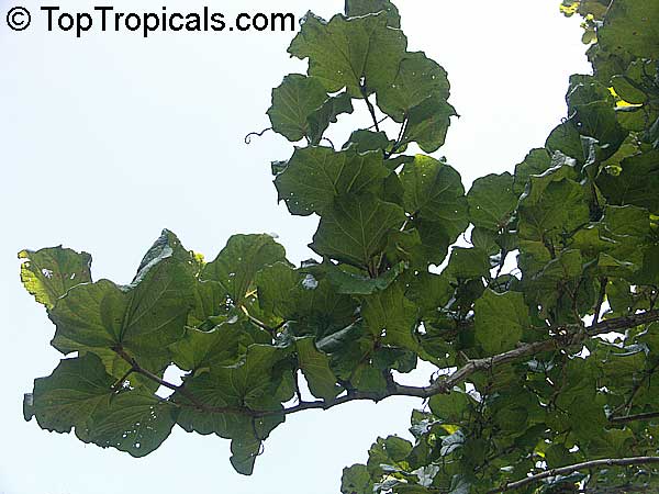 Coccoloba pubescens, Grandleaf Seagrape, Tin Roof Tree
