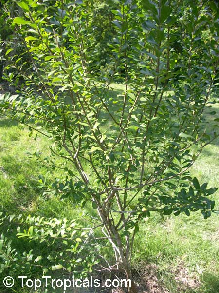 Cinnamodendron ekmanii, Canelilla, Canelillo