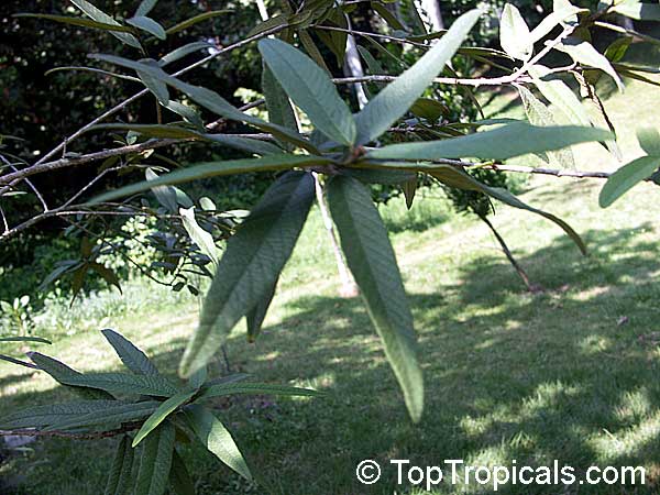 Cordia salvifolia, Cordia nesophila, Islandloving Cordia, Black Sage