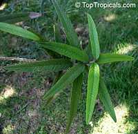 Cordia salvifolia, Cordia nesophila, Islandloving Cordia, Black Sage

Click to see full-size image