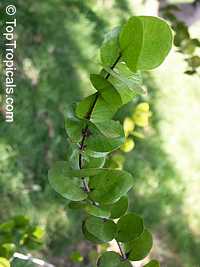 Calyptrogenia biflora, Twoflower Calyptrogenia

Click to see full-size image