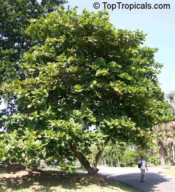 Terminalia catappa, Tropical Almond, Badamier, Java Almond, Indian Almond, Malabar Almond, Singapore Almond, Ketapang, Huu Kwang, Pacific Almond
