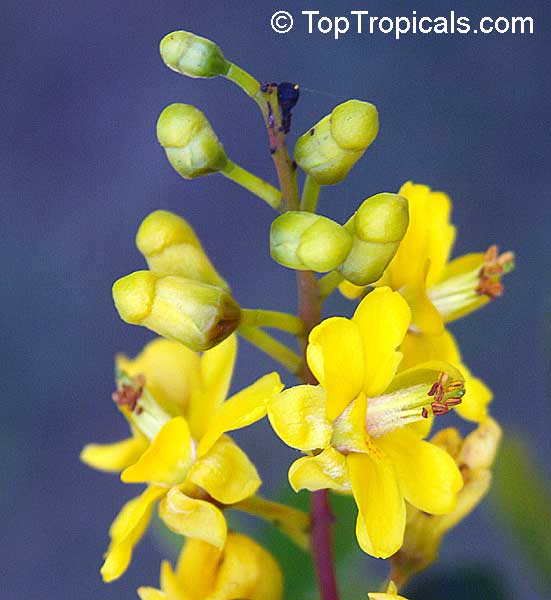 Caesalpinia vesicaria, Caesalpinia bijuga, Large-leaved Cassia