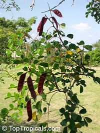 Caesalpinia vesicaria, Caesalpinia bijuga, Large-leaved Cassia

Click to see full-size image