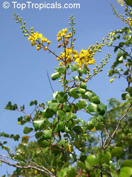 Caesalpinia vesicaria, Caesalpinia bijuga, Large-leaved Cassia