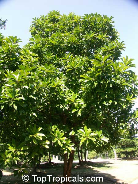 Chulta Tree 50 Seeds Dillenia Indica #Tree