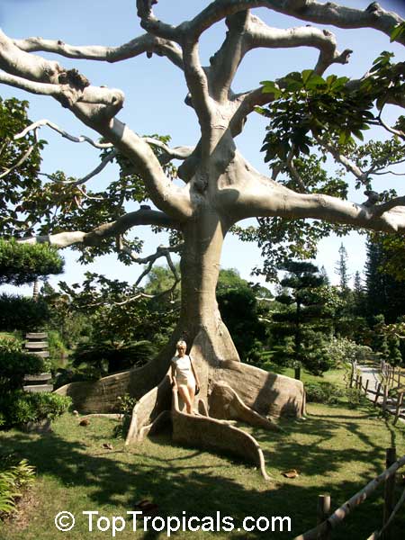 Ceiba pentandra, Kapok Tree - large tree