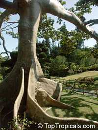 Ceiba pentandra, Kapok tree, Silk Cotton Tree
