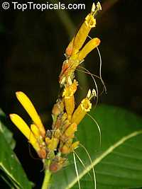Sanchezia speciosa, Sanchezia nobilis, Sanchezia, Fire Fingers

Click to see full-size image