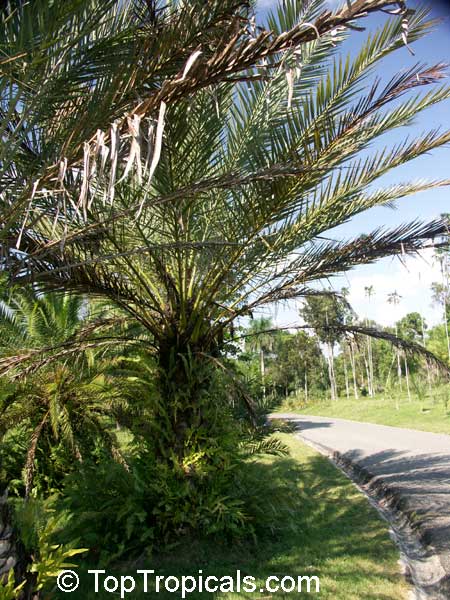 Phoenix dactylifera, Date Palm