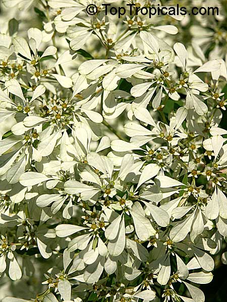 Euphorbia leucocephala, Pascuita, Snows of Kilimanjaro, White Small Leaf Poincettia, Snow Bush, White-laced euphorbia, Snow Flake, Poinsettia