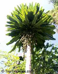 Clavija domingensis, Lengua de Buey, Langue de boeuf, Haiti Clavija

Click to see full-size image