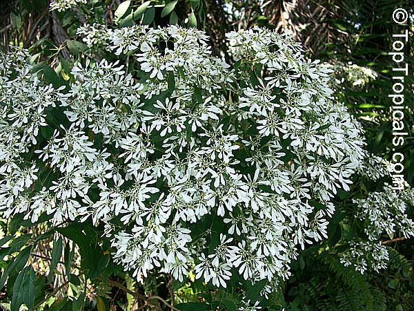 Euphorbia leucocephala, Pascuita, Snows of Kilimanjaro, White Small Leaf Poincettia, Snow Bush, White-laced euphorbia, Snow Flake, Poinsettia