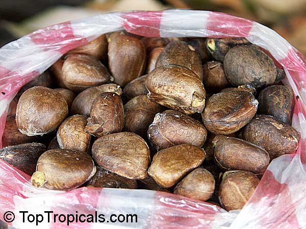 Artocarpus camansi, Seeded breadfruit, Breadnut. Artocarpus camansi seeds