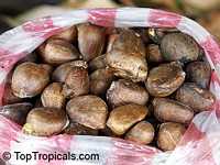 Artocarpus camansi, Seeded breadfruit, Breadnut

Click to see full-size image