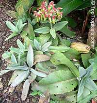 Bryophyllum gastonis-bonnieri, Kalanchoe gastonis-bonnieri, Kalanchoe adolph-engleri, Bryophyllum adolph-engleri, Giant kalanchoe, Donkey Ears; Life Plant; Miracle Leaf; Sprouting Leaf; Sprout Leaf Plant; Leaf of Life; Good Luck Leaf, Tree Of Life

Click to see full-size image