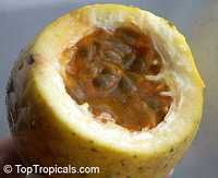 Passiflora edulis yellow (  ) - 