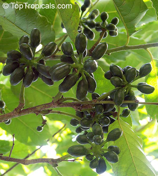 Cananga odorata, Unona odoratissima, Ylang Ylang, Perfume Tree, Chanel #5 Tree, Ilang-ilang, Maramar