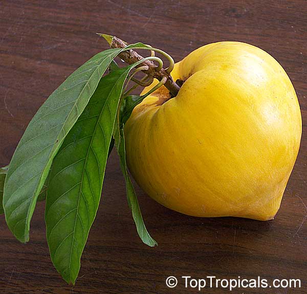 Pouteria campechiana - Canistel fruit with leaves