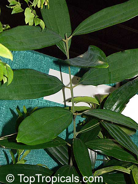 Cinnamomum aromaticum, Cinnamomum cassia, Cassia cinnamon, Chinese cinnamon