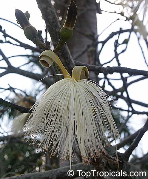 Pseudobombax ellipticum, Bombax ellipticum, Shaving Brush Tree