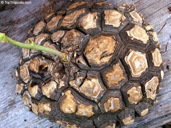 Plante tortue, Pied d'éléphant, Dioscorea elephantipes : planter, cultiver,  multiplier