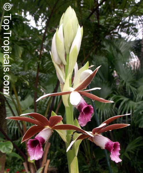 Phaius tankervilleae, Chinese Ground Orchid, Nun Orchid