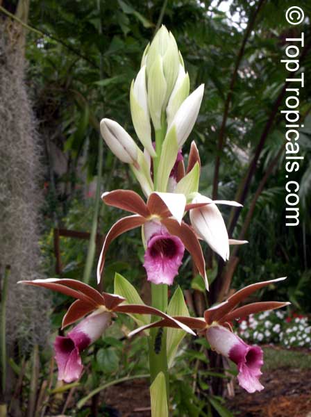 Phaius tankervilleae, Chinese Ground Orchid, Nun Orchid