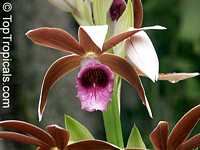 Phaius tankervilleae, Chinese Ground Orchid, Nun Orchid

Click to see full-size image