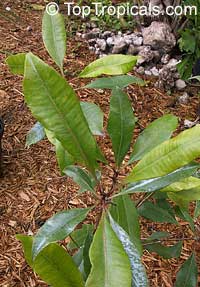 Myristica fragrans, Nutmeg

Click to see full-size image