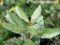 Laurus nobilis, Bay Leaf

Click to see full-size image