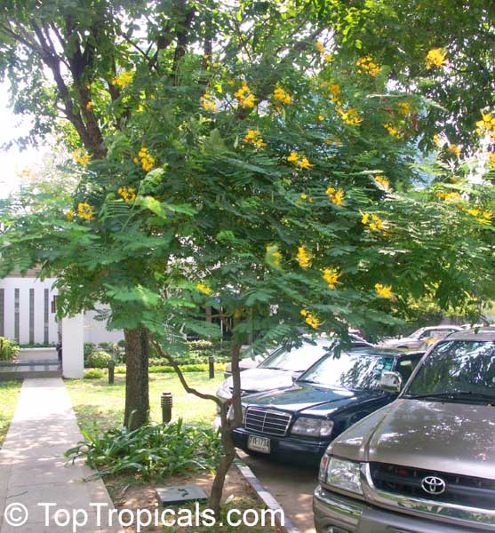 Caesalpinia lutea, Yellow Peacock flower, Barbados pride, dwarf poinciana, Barbados flower-fence
