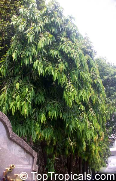 Polyalthia longifolia, Telegraph Pole Tree, Ashoka, Mast Tree