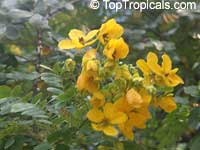 Senna floribunda, Cassia floribunda, Golden Showy Cassia, Devils Finger

Click to see full-size image