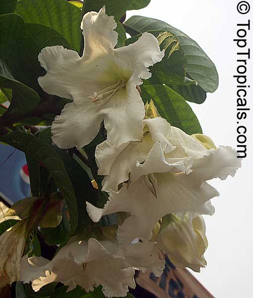Beaumontia murtonii, Easter Lily Vine, Heralds Trumpet, Nepal Trumpet Flower