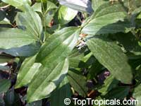 Cinnamomum aromaticum, Cinnamomum cassia, Cassia cinnamon, Chinese cinnamon

Click to see full-size image