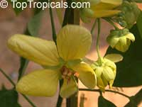 Cassia antillana, Senna nitida, Chamaefistula antillana, Cassia aurea, Golden Rain tree