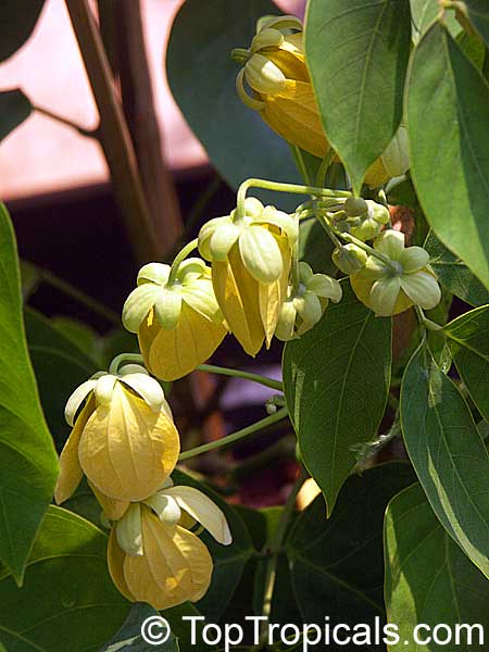 Cassia antillana, Senna nitida, Chamaefistula antillana, Cassia aurea, Golden Rain tree